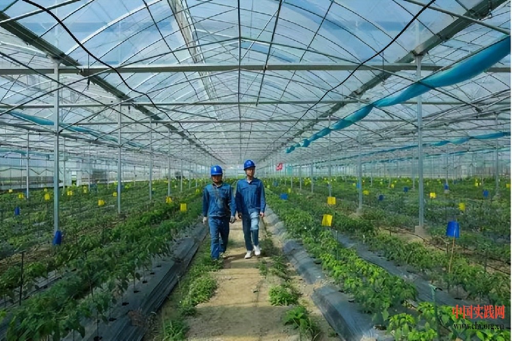 国网高安市供电公司：电力赋能富硒产业 乡村振兴椒香四溢