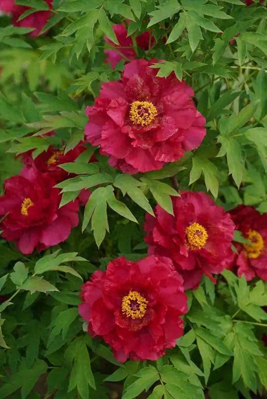 “神龙耀途”大功率多功能破冰除雪装备亮相洛阳牡丹花会